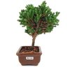 bonsai_procumbens_2_anos_19_cm_13336_2_ff1953528ae66397658f15ef3a864404