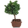 bonsai_procumbens_2_anos_19_cm_13336_4_3993f522b5b8b92ff1b5f08b8d117458