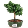 bonsai_procumbens_2_anos_18_cm_13348_1_fa129ba3a8bde2db5f34fdc59ef0d5cb