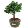 bonsai_procumbens_2_anos_18_cm_13348_2_291a06d552275e8725e6c2138bca1072