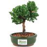 bonsai_procumbens_2_anos_18_cm_13348_3_32524ef086a4925d852f4eb7fd1e26f6