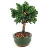 bonsai_procumbens_2_anos_18_cm_13348_4_dce0019dbe43157f3256e3f4d91d86e8