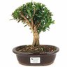 bonsai_cereja_silvestre_5_anos_23_cm_13408_1_2d6a9dcc55cd37ff24423e959ab3a993