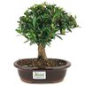 bonsai_cereja_silvestre_5_anos_23_cm_13408_3_7539c2b2887c0ae14576b0e2df4b2552