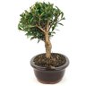 bonsai_cereja_silvestre_5_anos_23_cm_13408_4_ac171ba76a0793244e91112b6f02e1d2