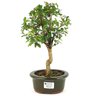 bonsai_mini_gabiroba_3_anos_31_cm_13410_1_3c8af157162237067c67e5445f64d3fe
