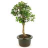 bonsai_mini_gabiroba_3_anos_31_cm_13410_2_3bb5f334fc4fa7a8b590133c31467843