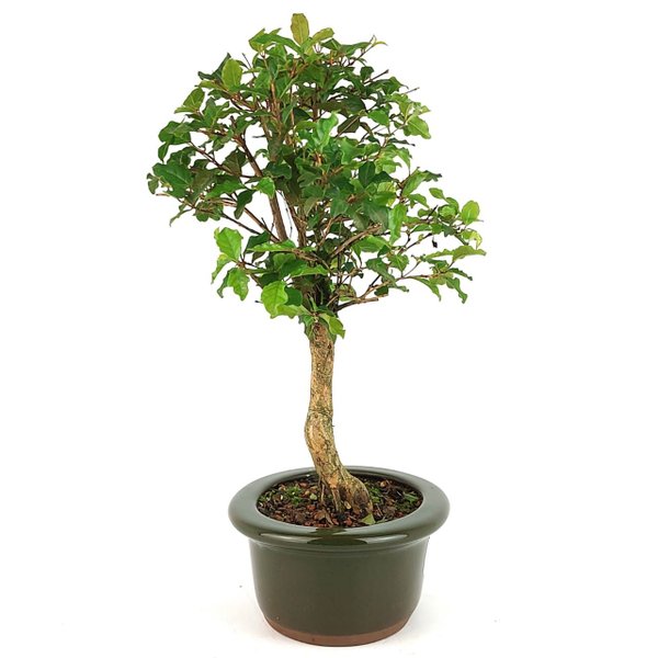 bonsai_mini_gabiroba_3_anos_31_cm_13410_2_3bb5f334fc4fa7a8b590133c31467843