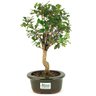 bonsai_mini_gabiroba_3_anos_31_cm_13410_3_195065770774a76da309c24aeabbdff1