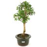 bonsai_mini_gabiroba_3_anos_31_cm_13410_4_34f40dc6bec77854c0b85ff3d3390660