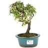 bonsai_piracanta_variegata_3_anos_23_cm_13422_1_a5bd4d987c1ebec63df6cbdd7c14e8a7