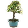 bonsai_piracanta_variegata_3_anos_23_cm_13422_2_f8e900ad301fad06031cbce604ef3ea1