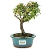 bonsai_piracanta_variegata_3_anos_23_cm_13422_3_9de68bd0999e5548159d75df0231f488