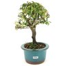 bonsai_piracanta_variegata_3_anos_23_cm_13422_4_df21584762c6d62a9bc74bd318a3ec33