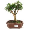 bonsai_cereja_silvestre_5_anos_29_cm_13474_1_cb6eae5389ec0622e3b5d113e7f9fbaf