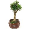 bonsai_cereja_silvestre_5_anos_29_cm_13474_2_943b960cfdf30744ce68d87ee696bb70