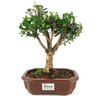 bonsai_cereja_silvestre_5_anos_29_cm_13474_3_2d7fb4af39d758e3506931db7f16ab30