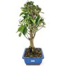 bonsai_ficus_retusa_6_anos_36_cm_13492_4_b6f01a41c20401d3fd22634c25af1b34
