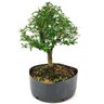 pre_bonsai_serissa_chinesa_6_anos_35_cm_13494_1_625dd28c7b9c623ebee6a45740167bc2