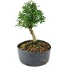 pre_bonsai_serissa_chinesa_6_anos_35_cm_13494_2_c35228247975a172aef34239ee2e5d5a