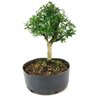 pre_bonsai_serissa_chinesa_6_anos_35_cm_13494_3_ad9fd5e5dd5146ddfcc9a33bab58b77d
