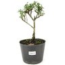 pre_bonsai_cotoneaster_microplylla_2_anos_27_cm_13530_1_9cadd70ebc6cd29f82c6af426d85d17f
