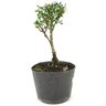 pre_bonsai_cotoneaster_microplylla_2_anos_27_cm_13530_2_99cd0dc733d63e52e875fae7e74c1498