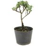 pre_bonsai_cotoneaster_microplylla_2_anos_27_cm_13530_3_482d522a9db397b41fbd7c628aa990c7