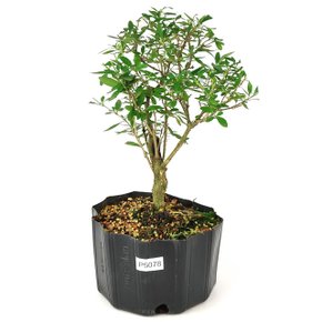 pre_bonsai_serissa_chinesa_5_anos_35_cm_13542_1_6a537e53efc1bfff596759d61d96cf86