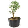 pre_bonsai_serissa_chinesa_5_anos_35_cm_13542_2_c9561a194ce938d616a7343ae0ecf06f