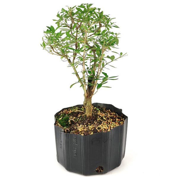 pre_bonsai_serissa_chinesa_5_anos_35_cm_13542_3_eb4fe2c4955270e57c026fc3e5d0a352