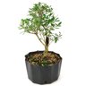 pre_bonsai_serissa_chinesa_5_anos_35_cm_13542_4_6eb6677a9a70ceb7a610e6883e90e4f2