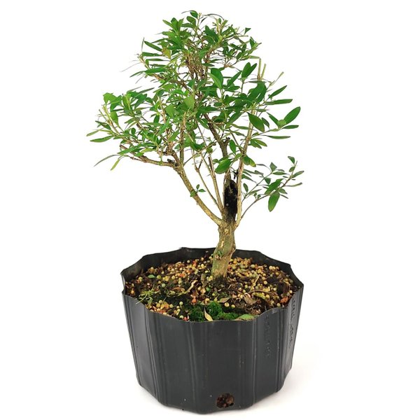 pre_bonsai_serissa_chinesa_5_anos_35_cm_13542_4_6eb6677a9a70ceb7a610e6883e90e4f2