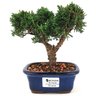 bonsai_shimpaku_2_anos_17_cm_13582_1_6fb5712c6de4412a47914c02a0f90848