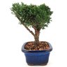 bonsai_shimpaku_2_anos_17_cm_13582_2_629e29705a3f1360aeb9381e6a6ea271