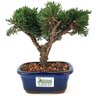 bonsai_shimpaku_2_anos_17_cm_13582_3_24e75e233188259eafbbf69cdf69f3fd