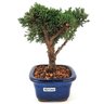 bonsai_shimpaku_2_anos_17_cm_13582_4_734c8e9edec61d99c7ead735a75e5b2a