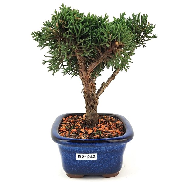 bonsai_shimpaku_2_anos_17_cm_13582_4_734c8e9edec61d99c7ead735a75e5b2a