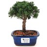 bonsai_shimpaku_2_anos_18_cm_13592_1_b4a1a3864feed004763a61a95afa2d16