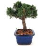bonsai_shimpaku_2_anos_18_cm_13592_2_34e2992272ea7284c80849a760f6fe36