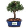 bonsai_shimpaku_2_anos_18_cm_13592_3_1c1e6ec72ba3383a45a4eab98232c02a
