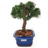bonsai_shimpaku_2_anos_18_cm_13592_4_7565192ed2e42bc23bc83a31cfe47189