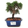 bonsai_shimpaku_2_anos_16_cm_13602_1_a36695a8140e3f71167a781b0334f49c