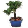 bonsai_shimpaku_2_anos_16_cm_13602_2_824ca63c3e604b23745595ba7863b455