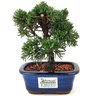 bonsai_shimpaku_2_anos_16_cm_13602_3_bcedfa62c0bf108fb20a40a795df999a