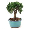 bonsai_shimpaku_2_anos_16_cm_13606_2_6dd4e3f4516acfa759de689889f634db