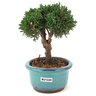 bonsai_shimpaku_2_anos_16_cm_13606_4_f30ba681fed7332cd249a26126c1bad2