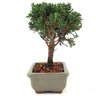 bonsai_shimpaku_2_anos_16_cm_13614_2_894150242d130c009dd65edf021da5e4