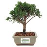 bonsai_shimpaku_2_anos_16_cm_13614_3_8692ea7ce003e0004a20320fd5d2a546