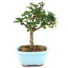 bonsai_carmona_2_anos_19_cm_13682_1_46270a89885ca0408ada7e8741b6740c